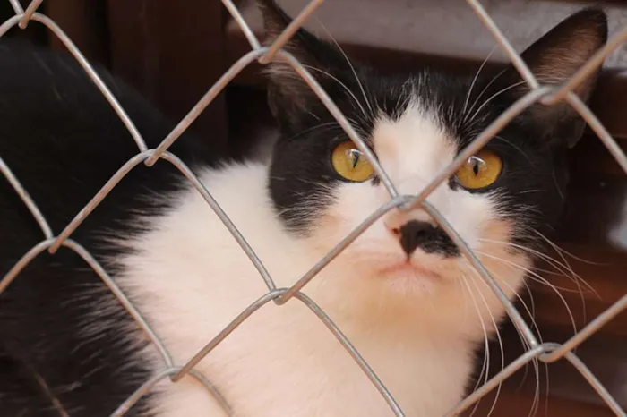 Gato ra a SRD idade 7 a 11 meses nome Sub-Zero