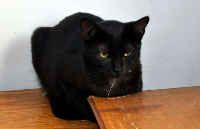 Gato ra a SRD idade 7 a 11 meses nome Magnólia