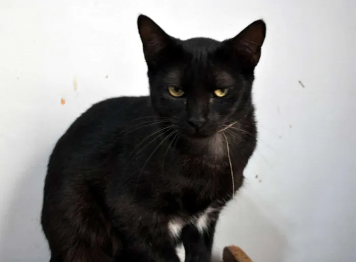 Gato ra a SRD idade 7 a 11 meses nome Magnólia