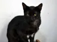 Magnólia