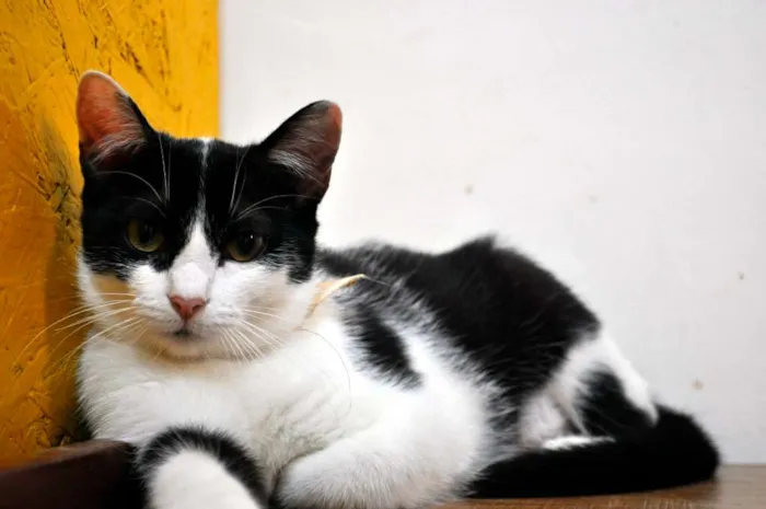 Gato ra a SRD idade 7 a 11 meses nome Nitara