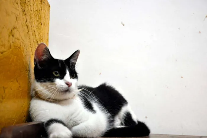 Gato ra a SRD idade 7 a 11 meses nome Nitara