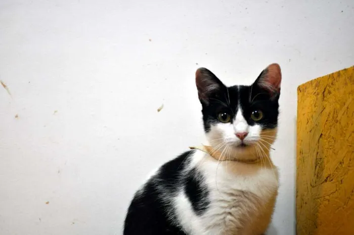 Gato ra a SRD idade 7 a 11 meses nome Nitara