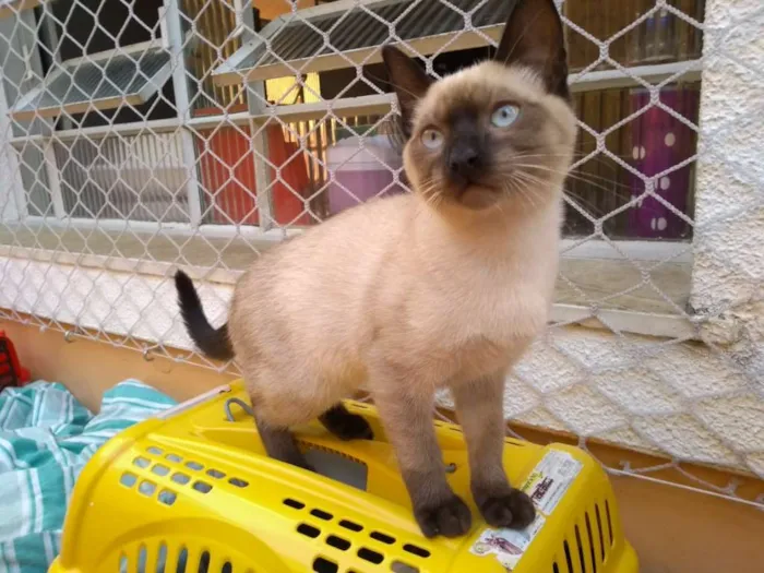 Gato ra a Sialata idade 2 a 6 meses nome Dobby