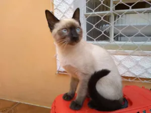 Gato raça Sialata idade 2 a 6 meses nome Dobby
