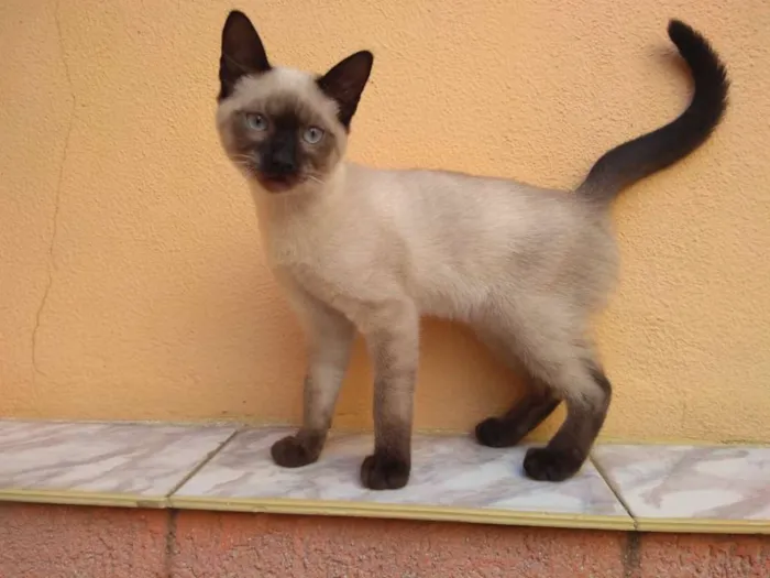 Gato ra a Sialata idade 2 a 6 meses nome Dobby