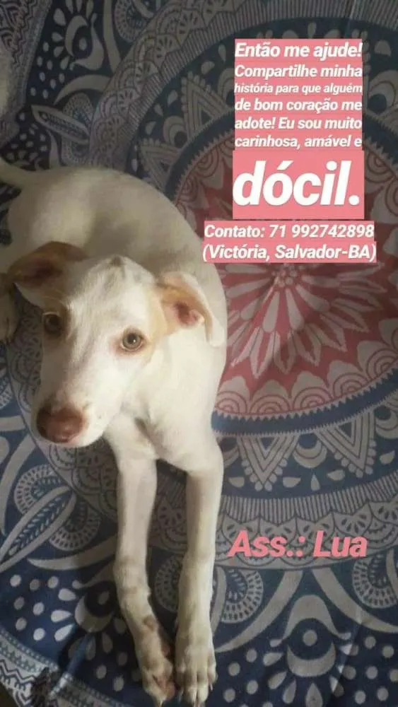 Cachorro raça vira lata idade 2 a 6 meses nome luara verrone