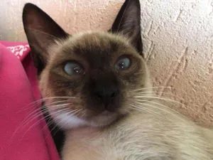 Gato raça Siamês  idade 2 a 6 meses nome Anis