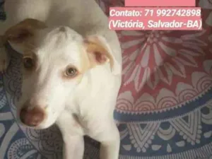 Cachorro raça vira lata idade 2 a 6 meses nome luara verrone