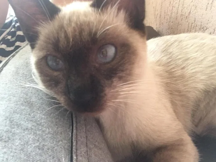 Gato ra a Siamês  idade 2 a 6 meses nome Anis