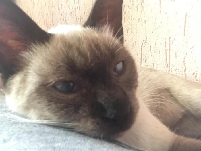 Gato ra a Siamês  idade 2 a 6 meses nome Anis