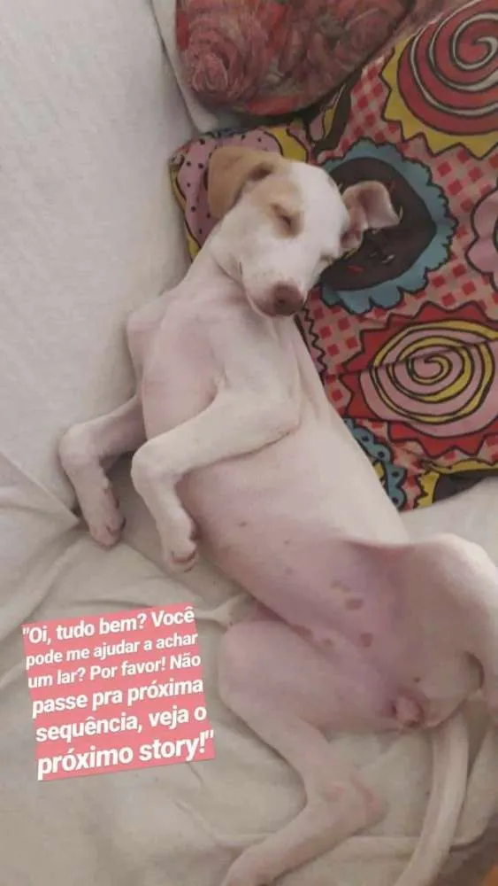 Cachorro raça vira lata idade 2 a 6 meses nome luara verrone