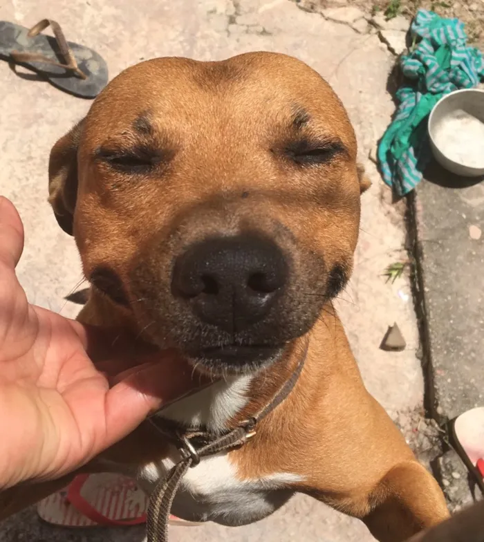 Cachorro ra a Vira lata misturado com pitbul idade 6 ou mais anos nome Max