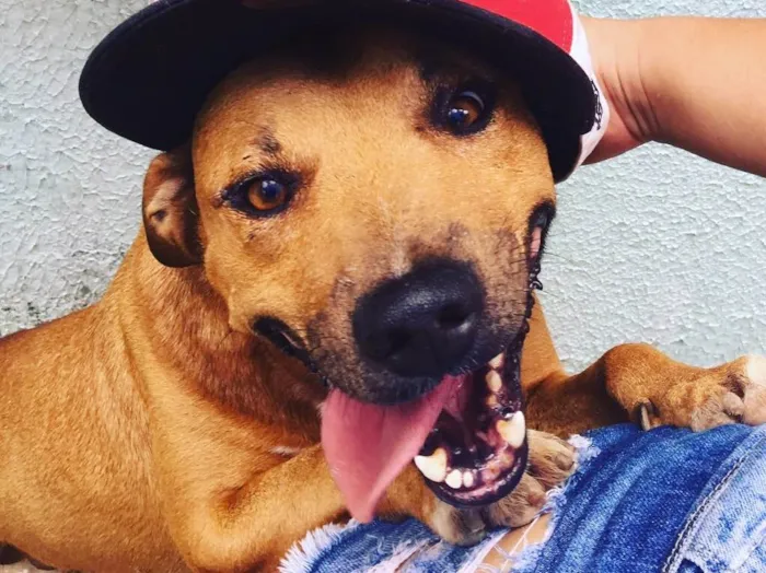 Cachorro ra a Vira lata misturado com pitbul idade 6 ou mais anos nome Max