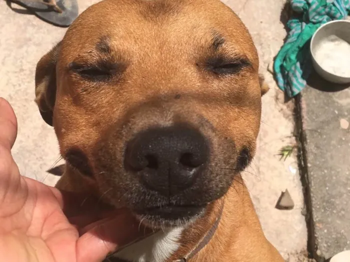 Cachorro ra a Vira lata misturado com pitbul idade 6 ou mais anos nome Max