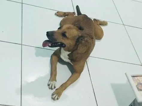 Cachorro ra a Vira lata misturado com pitbul idade 6 ou mais anos nome Max