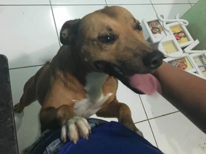 Cachorro ra a Vira lata misturado com pitbul idade 6 ou mais anos nome Max