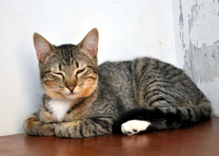 Gato ra a SRD idade 7 a 11 meses nome Scorpion