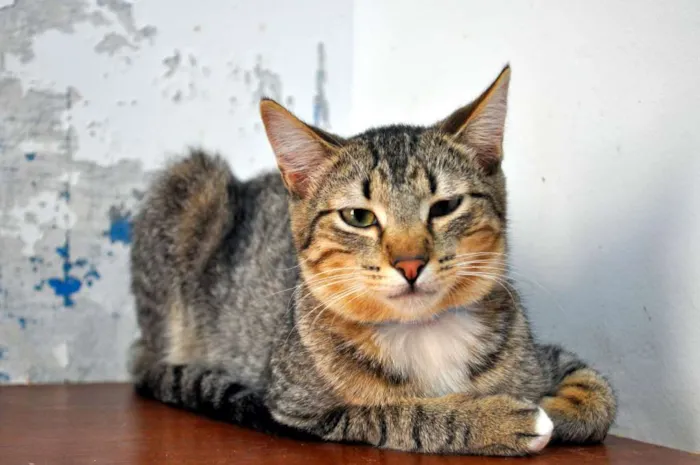 Gato ra a SRD idade 7 a 11 meses nome Scorpion