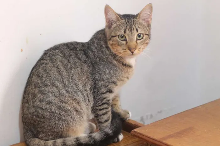 Gato ra a SRD idade 7 a 11 meses nome Scorpion