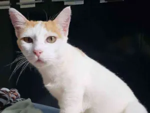 Gato raça Srd idade 1 ano nome Anne