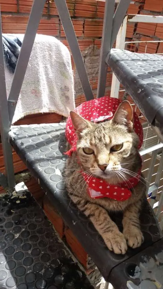 Gato ra a Srd idade 1 ano nome Nina