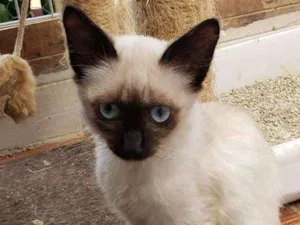 Gato raça Srd idade 1 ano nome Sem nome