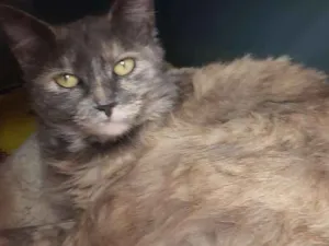Gato raça Srd idade 1 ano nome Cherry