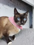 Princesa 