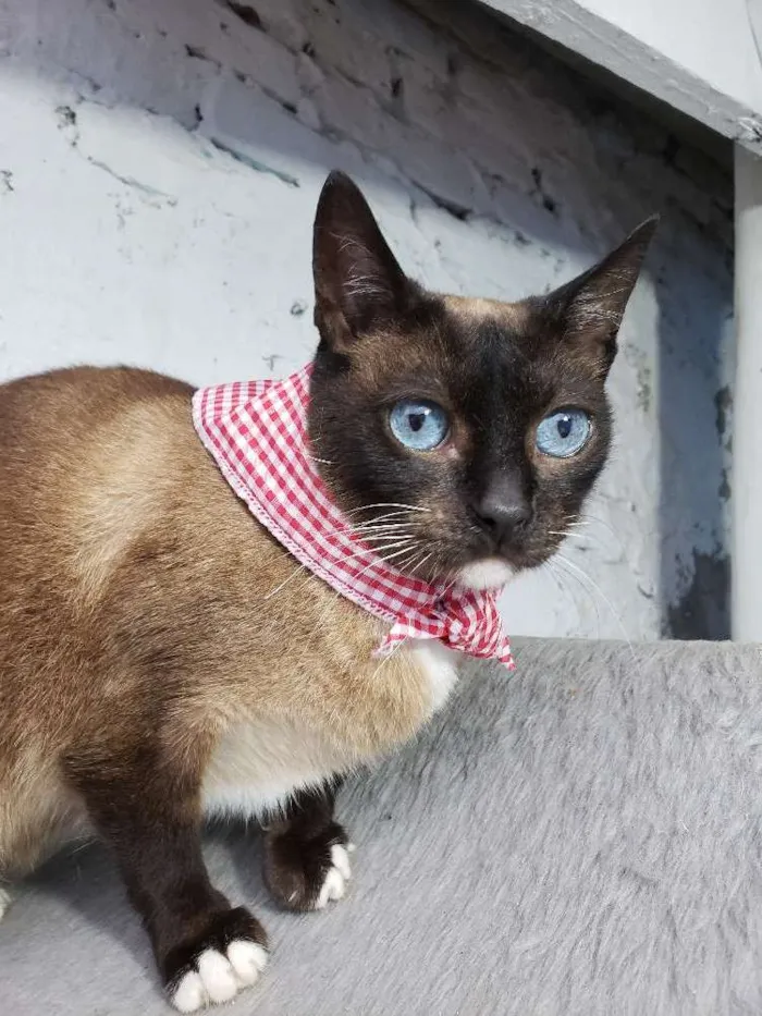 Gato ra a Siamês  idade 2 anos nome Princesa 