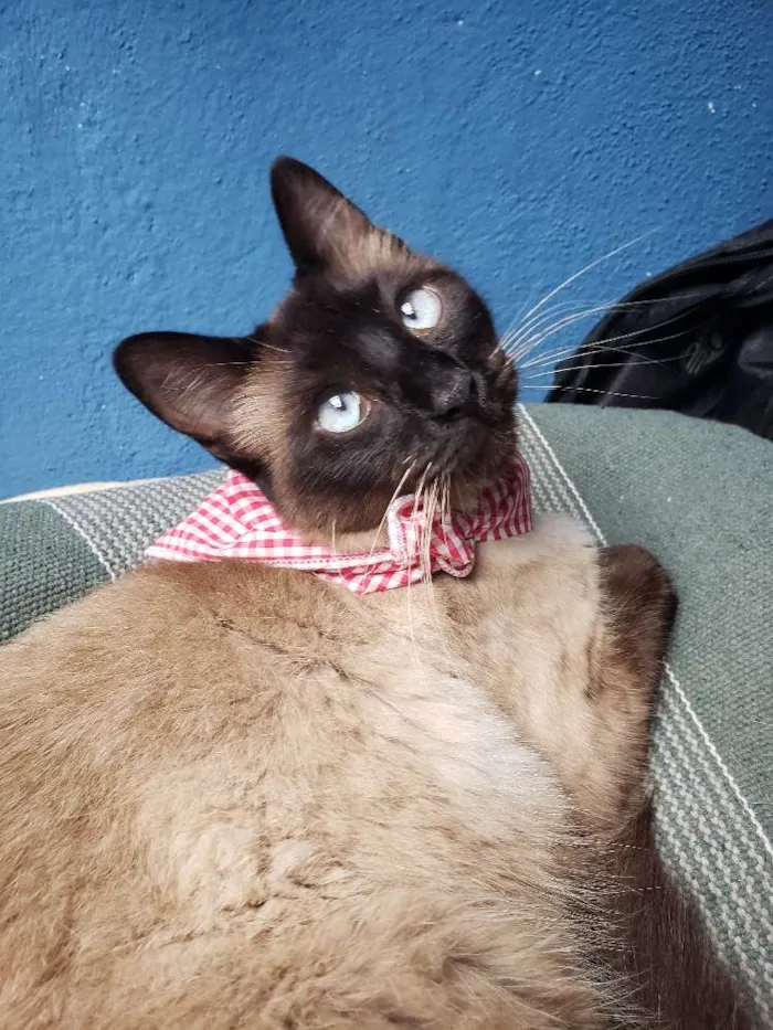 Gato ra a Siamês  idade 1 ano nome Nina