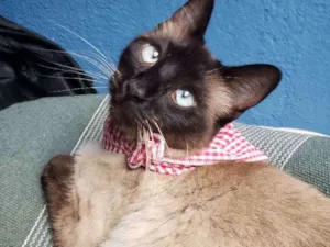 Gato raça Siamês  idade 1 ano nome Nina