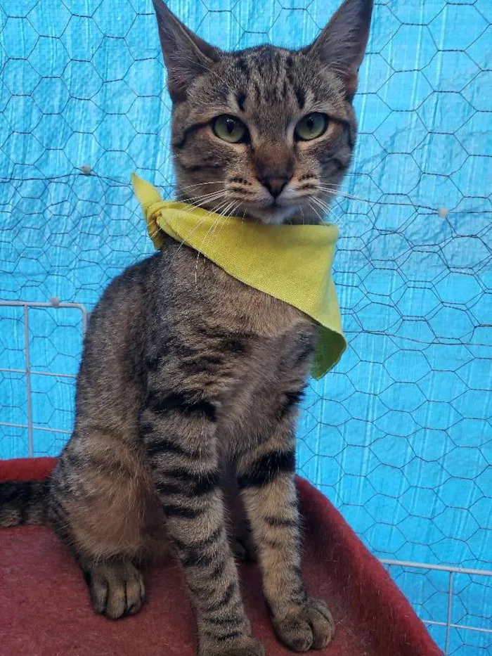 Gato ra a Srd idade 7 a 11 meses nome Sapeca