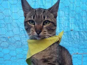 Gato raça Srd idade 7 a 11 meses nome Sapeca