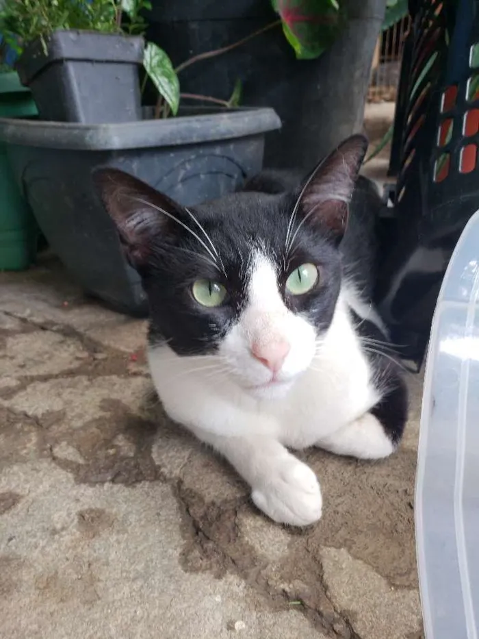 Gato ra a Srd idade 7 a 11 meses nome Tom