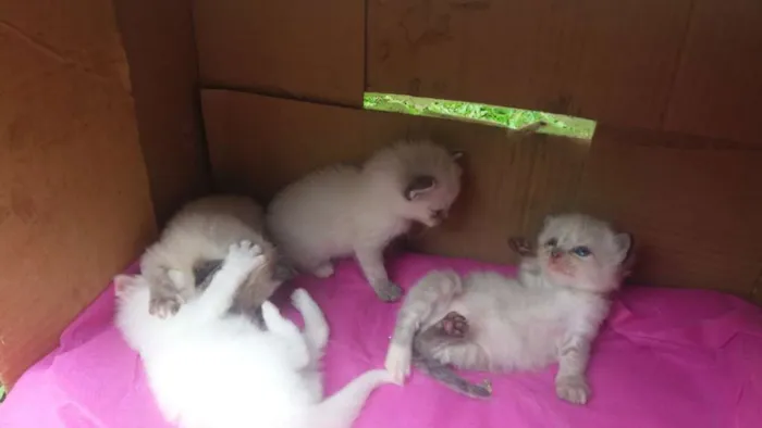 Gato ra a Siames misturado idade Abaixo de 2 meses nome Meninas 