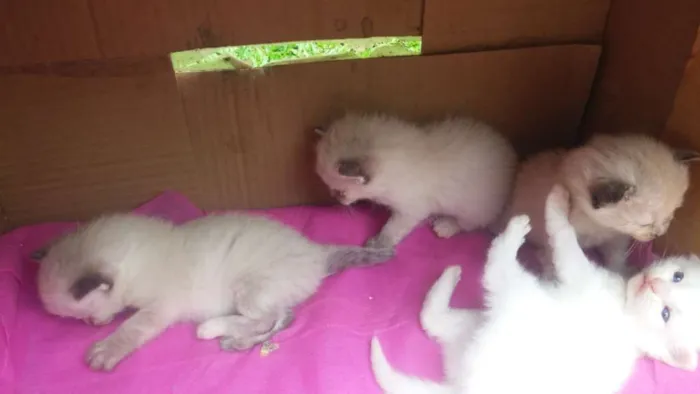 Gato ra a Siames misturado idade Abaixo de 2 meses nome Meninas 