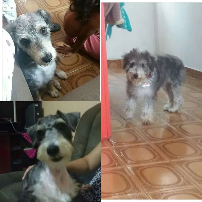 Cachorro ra a Shauzer com poodle idade 7 a 11 meses nome Doki