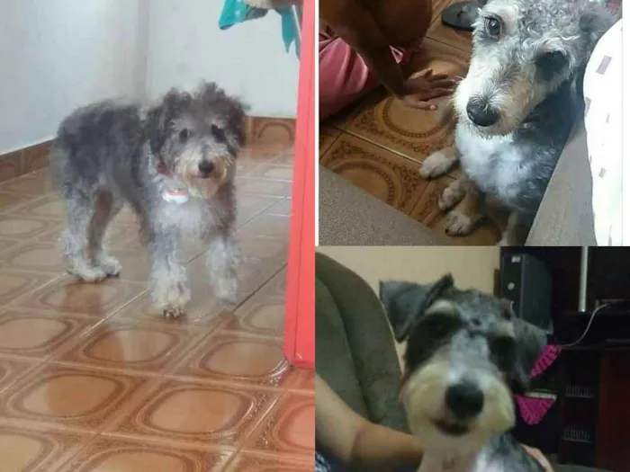 Cachorro ra a Shauzer com poodle idade 7 a 11 meses nome Doki