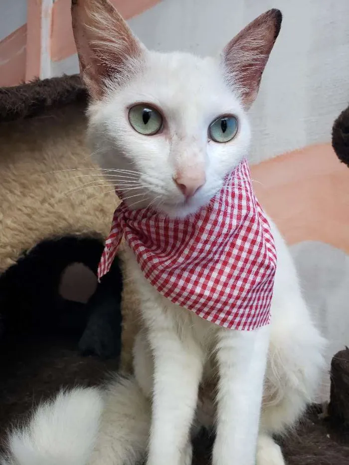 Gato ra a Srd idade 1 ano nome Cristal