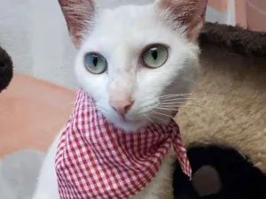 Gato raça Srd idade 1 ano nome Cristal