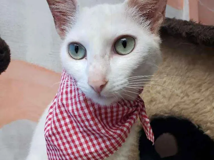 Gato ra a Srd idade 1 ano nome Cristal