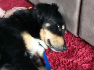 Cachorro raça Vira Lata idade 2 anos nome Bob