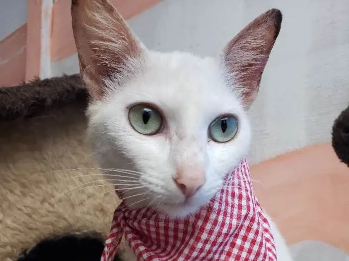Gato ra a Srd idade 1 ano nome Cristal