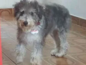 Cachorro raça Shauzer com poodle idade 7 a 11 meses nome Doki