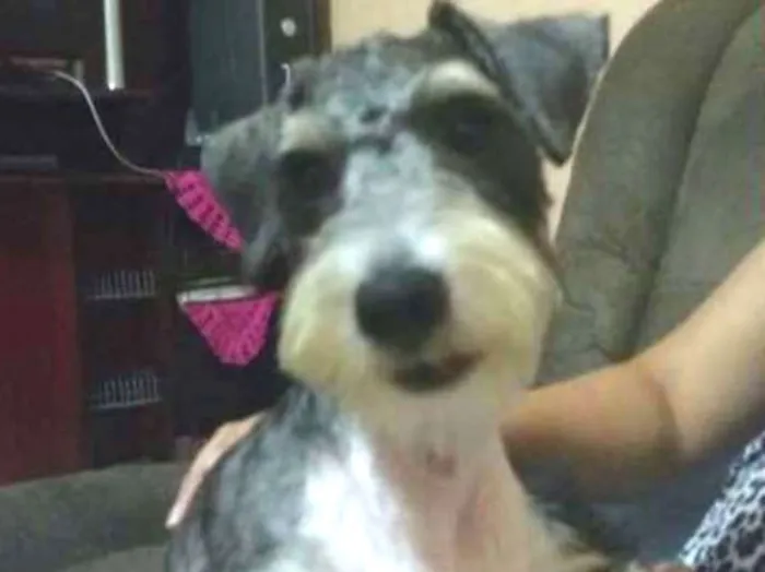 Cachorro ra a Shauzer com poodle idade 7 a 11 meses nome Doki