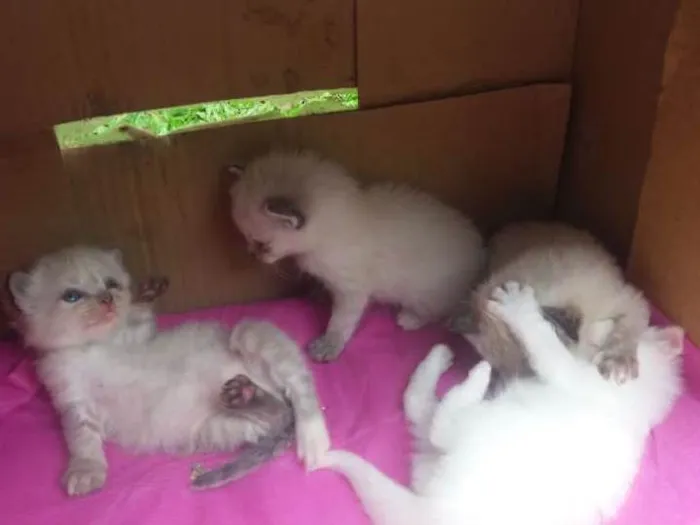Gato ra a Siames misturado idade Abaixo de 2 meses nome Meninas 