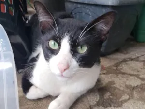 Gato raça Srd idade 7 a 11 meses nome Tom
