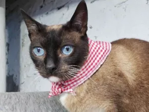 Gato raça Siamês  idade 2 anos nome Princesa 