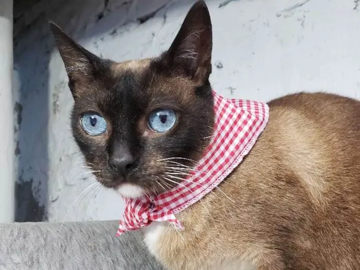 Gato ra a Siamês  idade 2 anos nome Princesa 